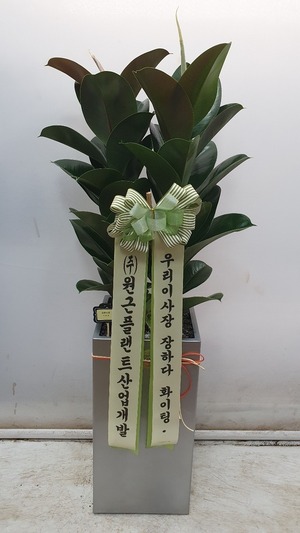 공기정화식물 고무나무