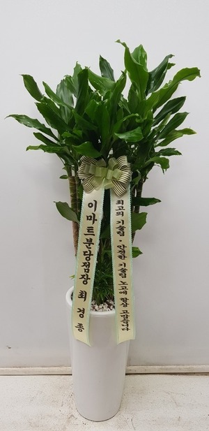 공기정화식물 황금죽