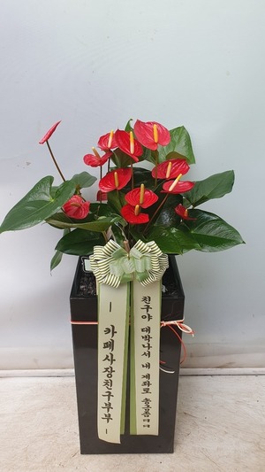 공기정화식물 안스리움