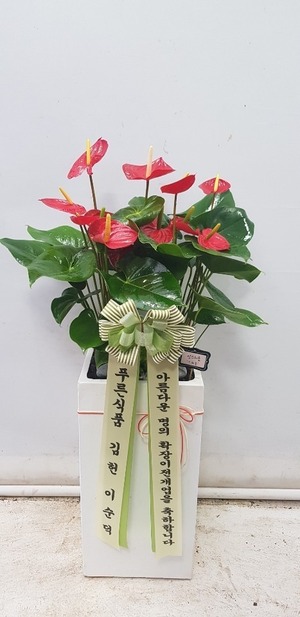 공기정화식물 안스리움