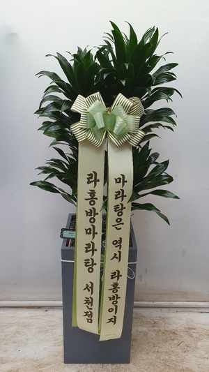 공기정화식물 쿠르시아