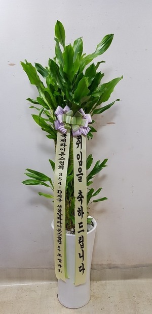 공기정화식물 황금죽