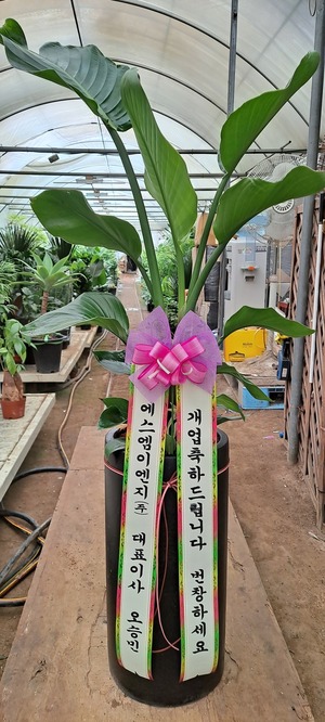 공기정화식물 극락조