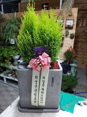 공기정화식물 율마