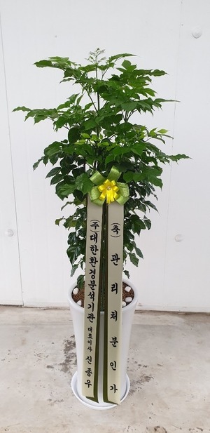 공기정화식물 녹보수