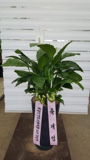 공기정화식물 스파트필름