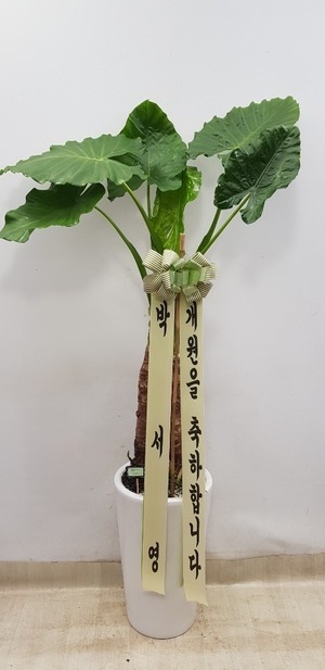 공기정화식물 알로카시아