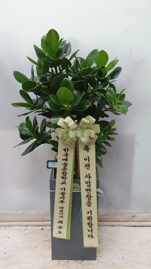 공기정화식물 쿠르시아