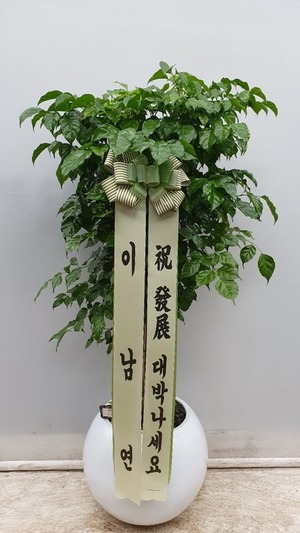 공기정화식물 녹보수