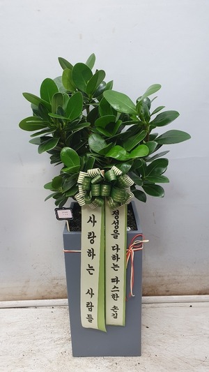 공기정화식물 쿠르시아