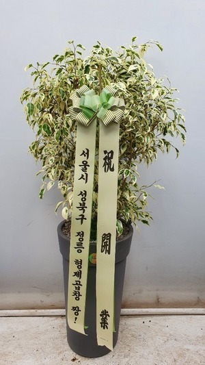 공기정화식물 벤자민