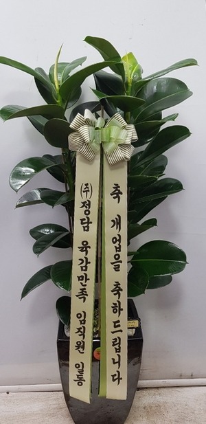 공기정화식물 고무나무